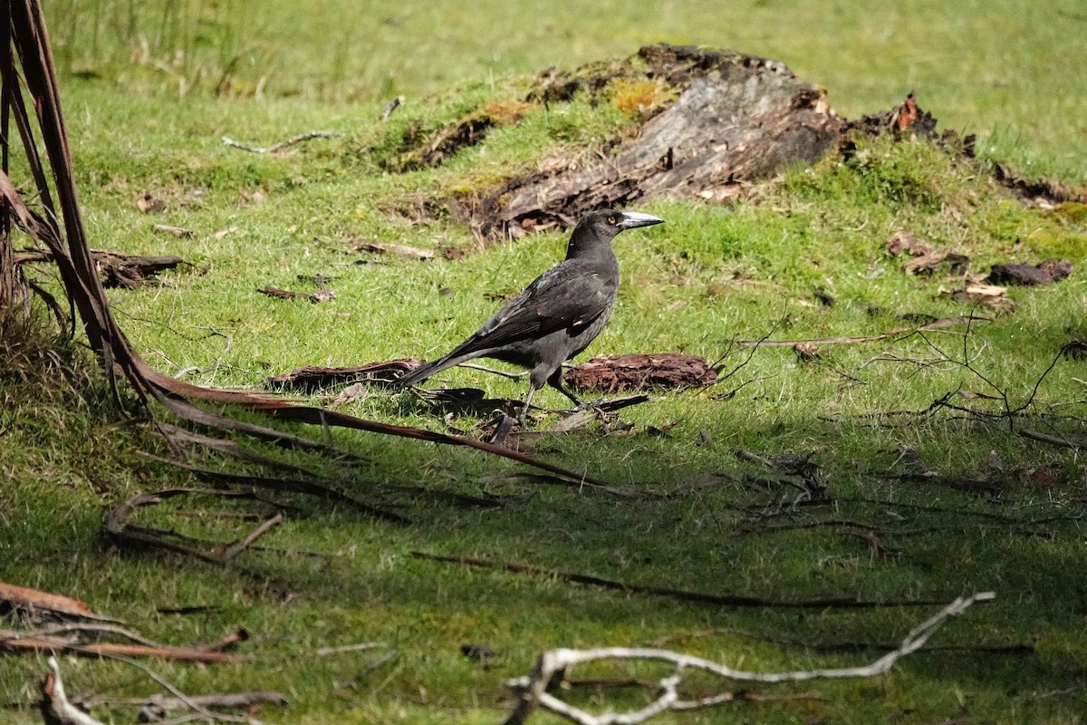 クロフエガラス - ML644695311