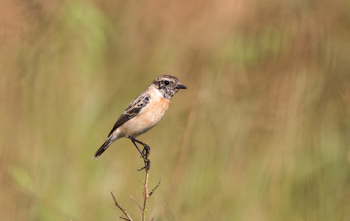 Siberian Stonechat - ML644695312