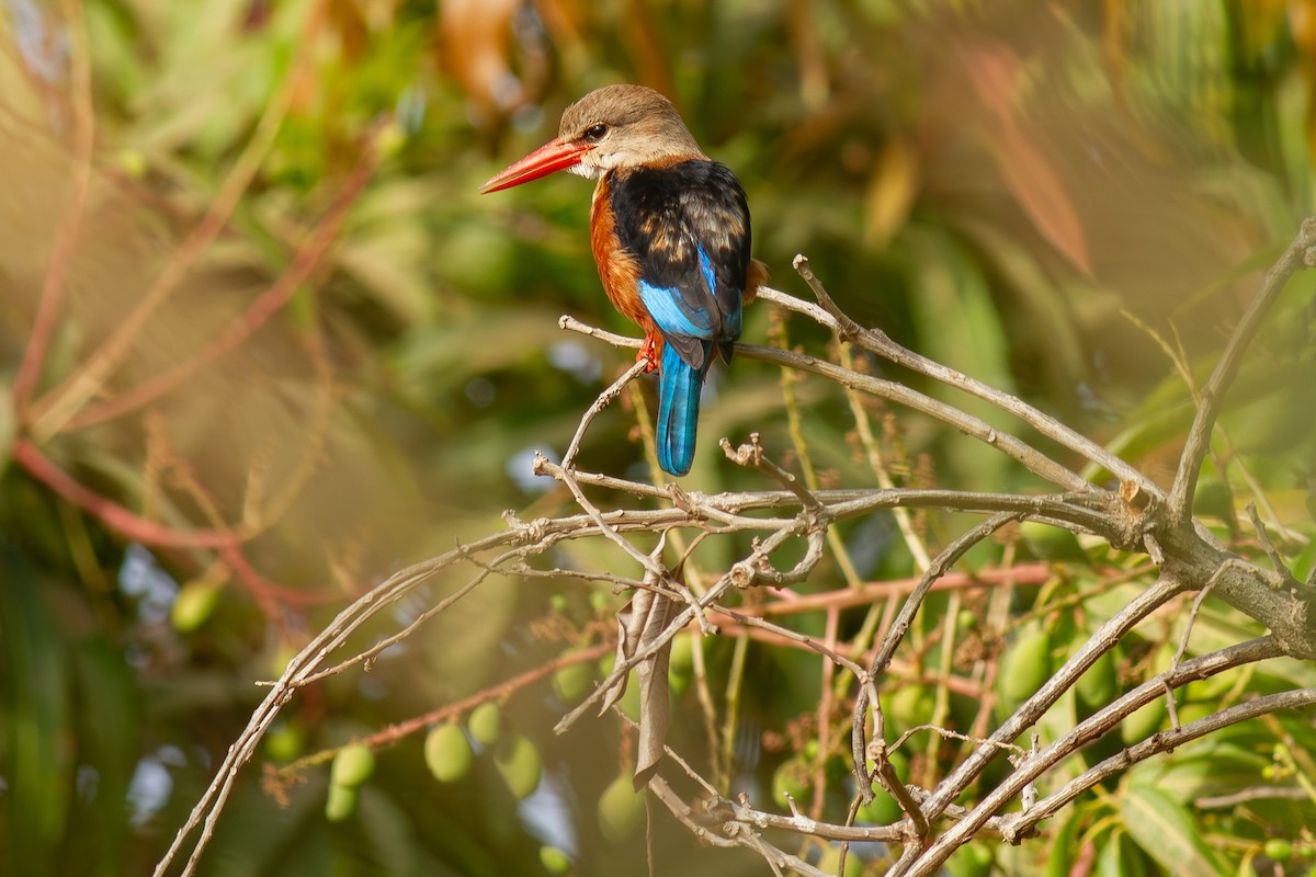 שלדג אפור-ראש - ML644695313