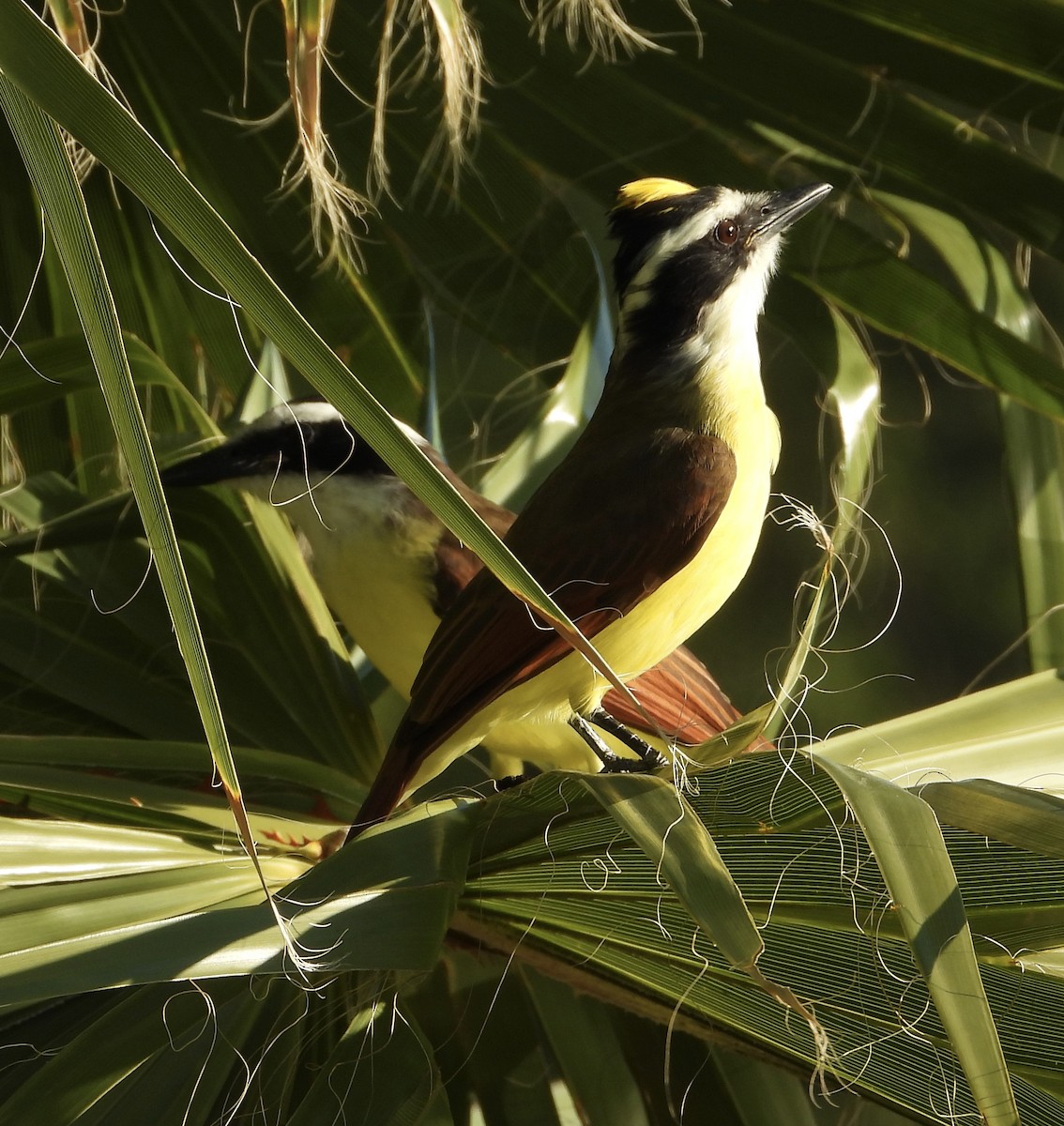 Great Kiskadee - ML644695314