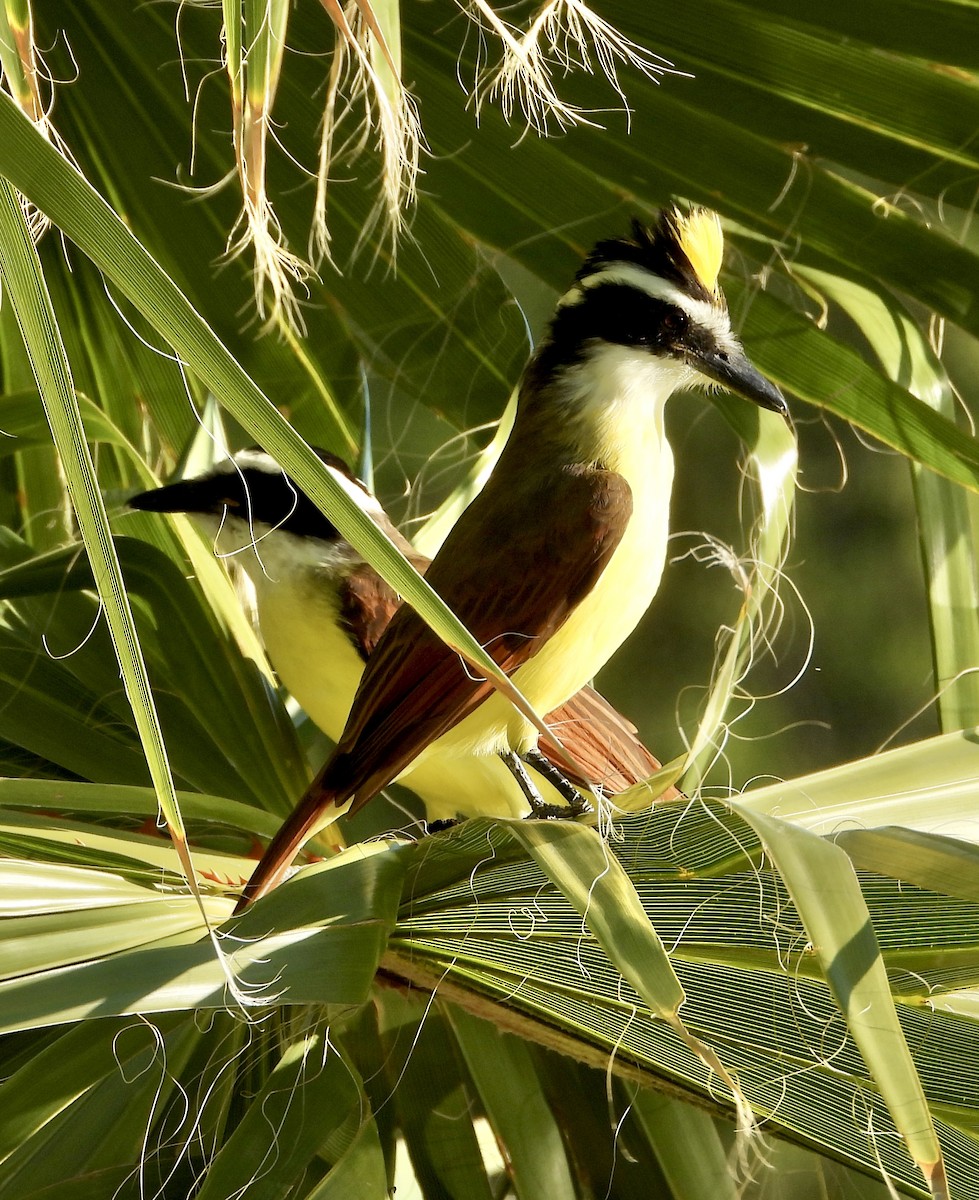 Great Kiskadee - ML644695315