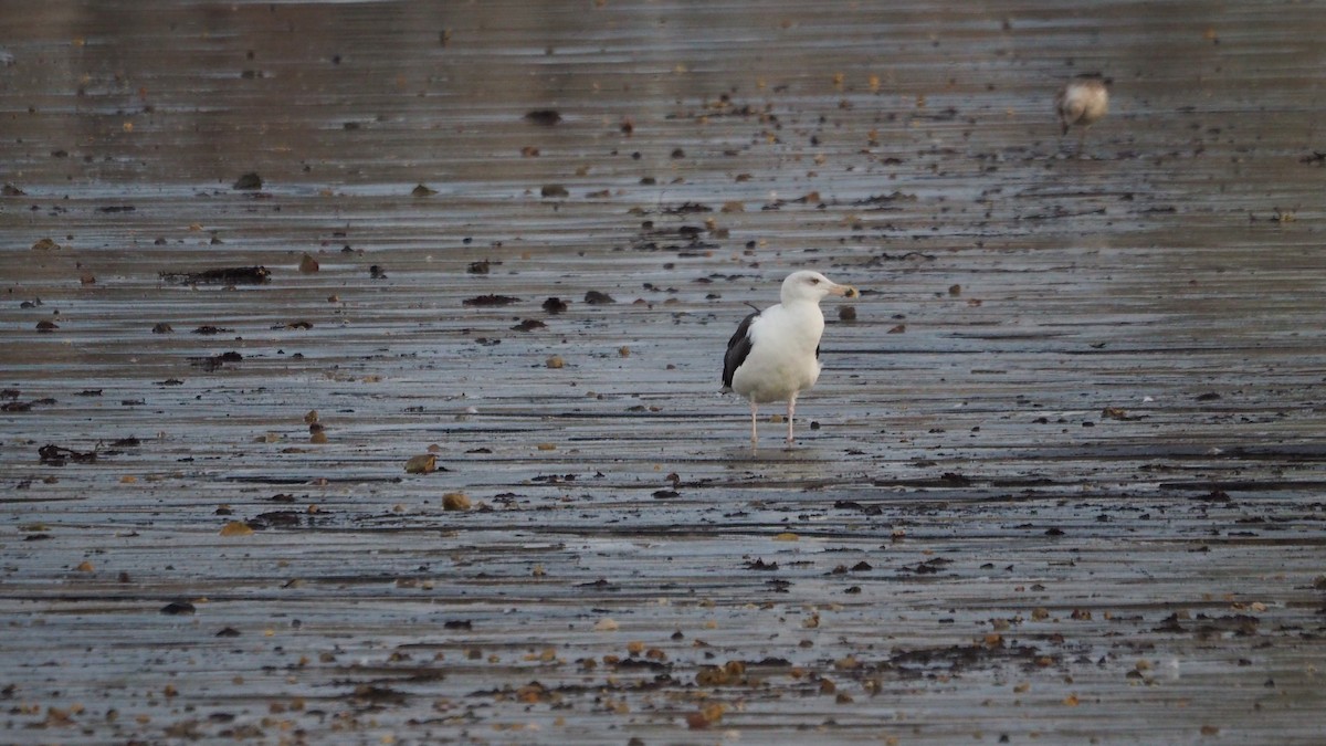 Büyük Kara Sırtlı Martı - ML644695332