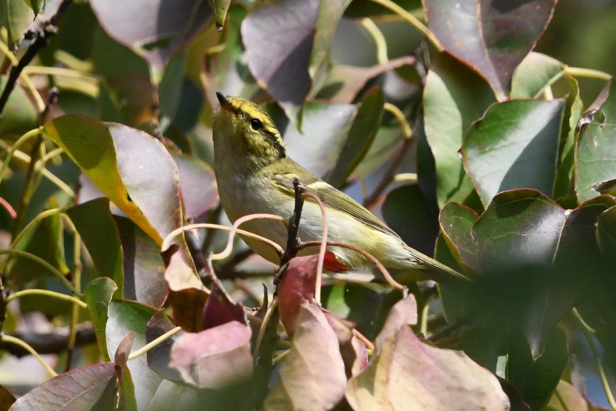 Pallas's Leaf Warbler - ML644695339