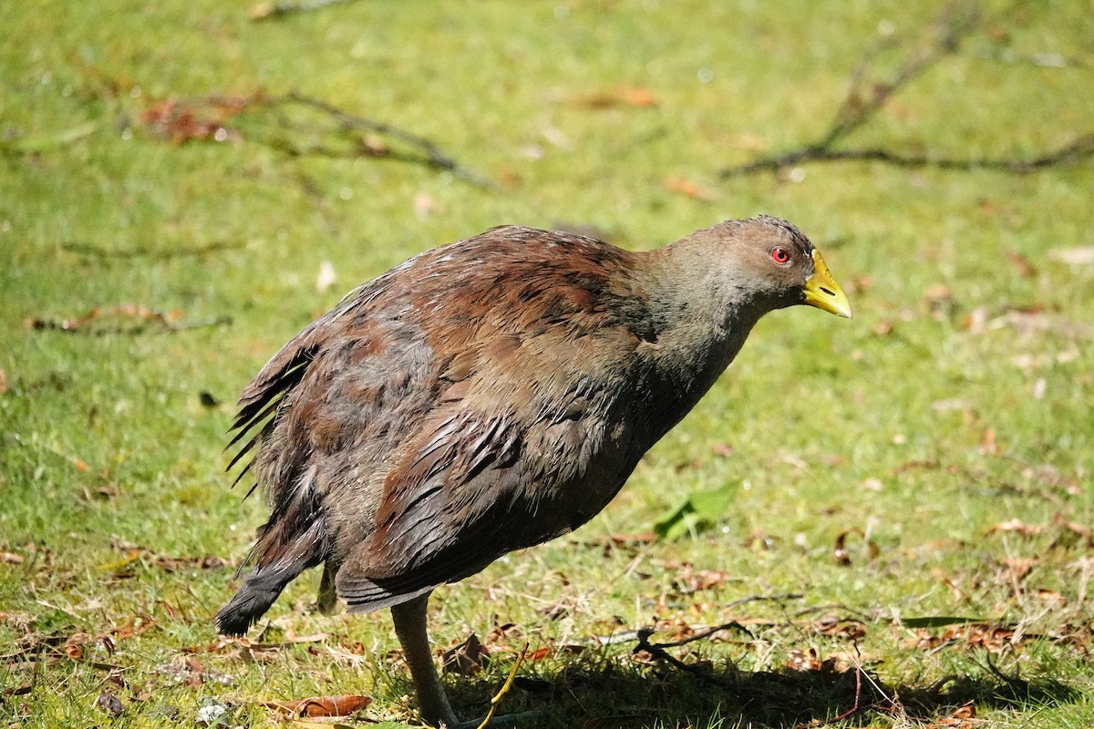 Tasmanian Nativehen - ML644695340