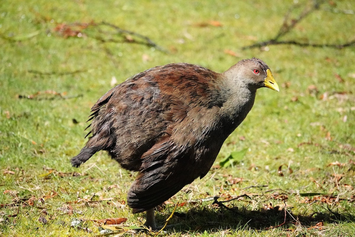 Tasmanian Nativehen - ML644695341