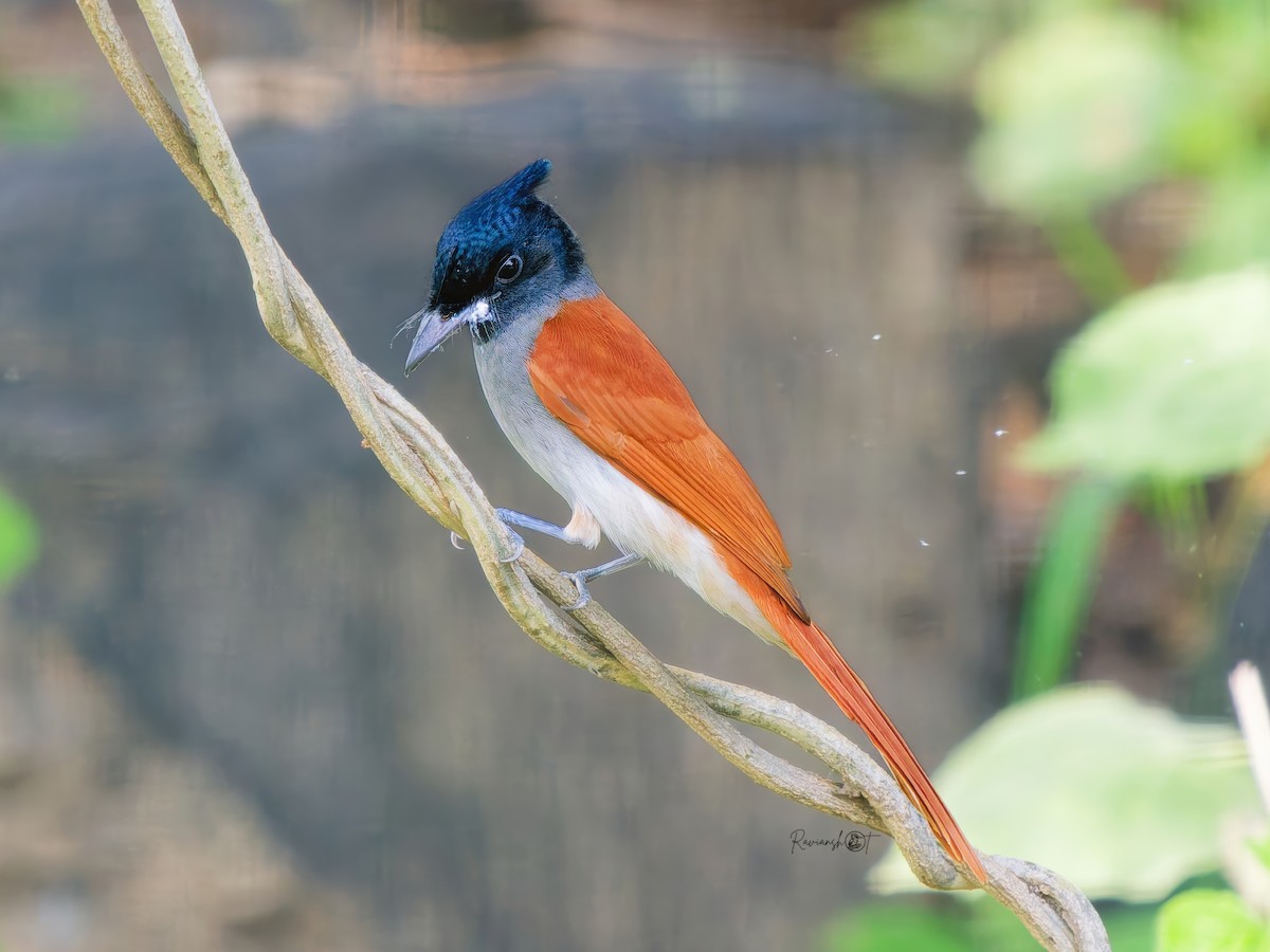 Indian Paradise-Flycatcher - ML644695347