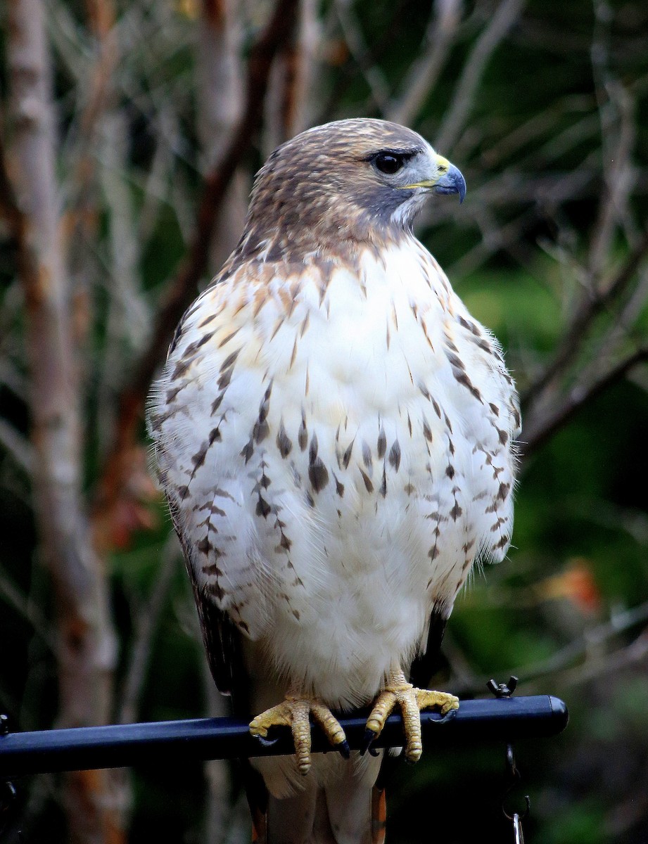 Red-tailed Hawk - ML644695350