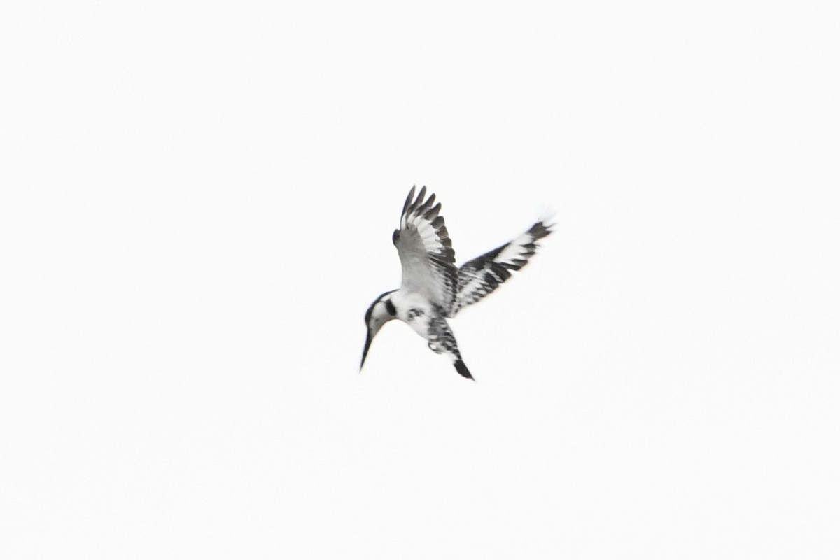 Pied Kingfisher - ML644695367