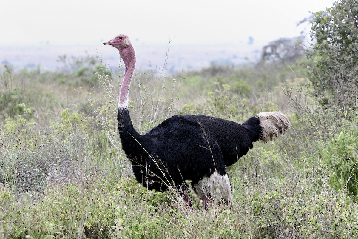 Common Ostrich - ML644695370