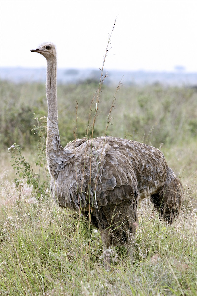 Common Ostrich - ML644695371