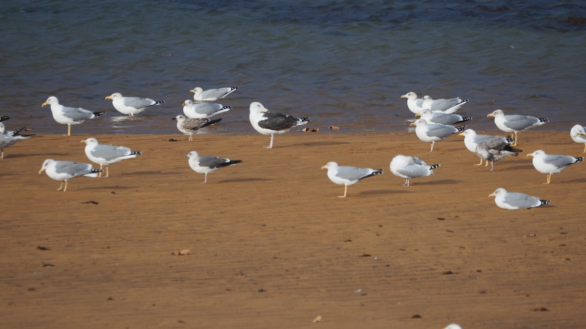 Büyük Kara Sırtlı Martı - ML644695376