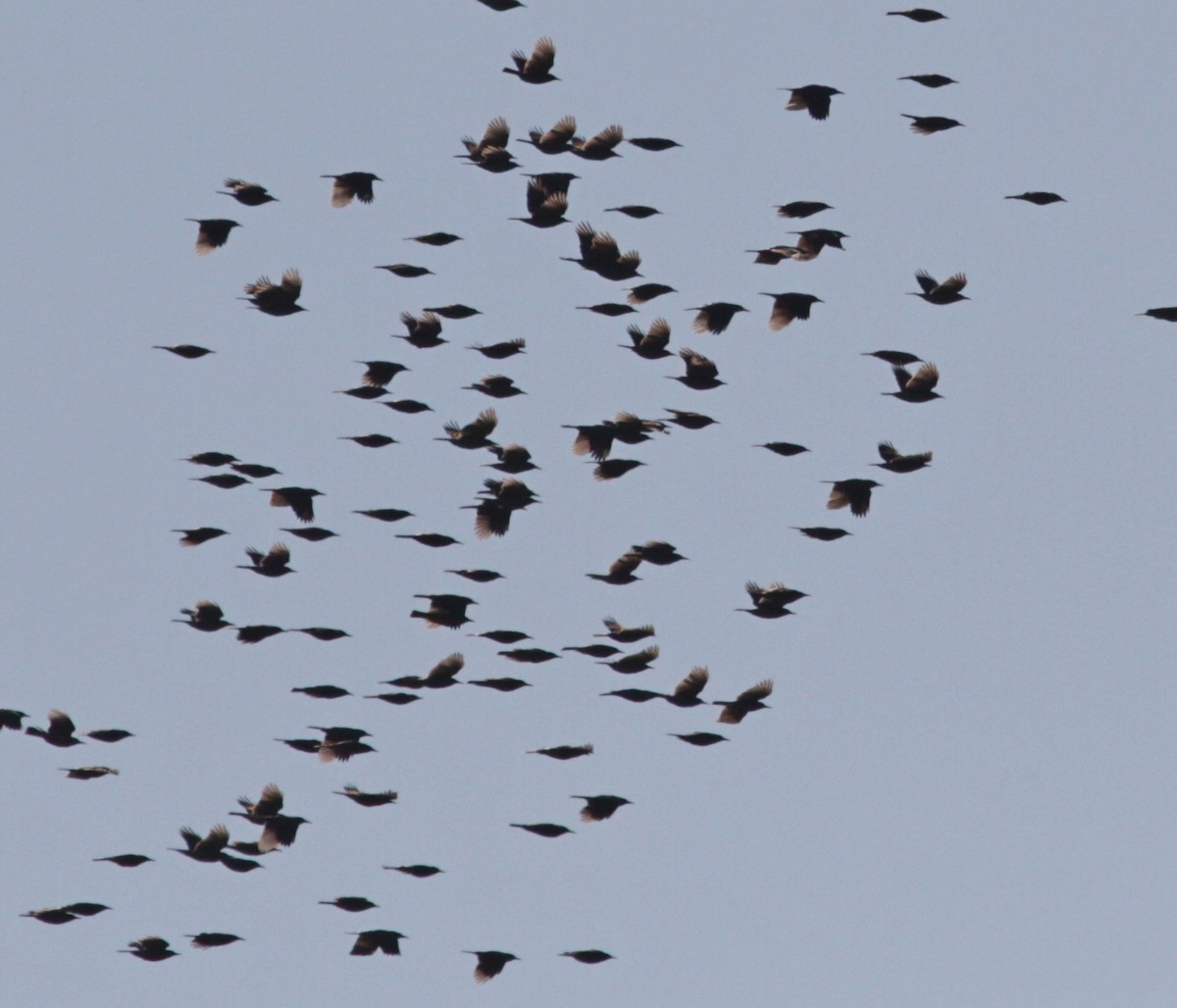 Сойка блакитна - ML644695386