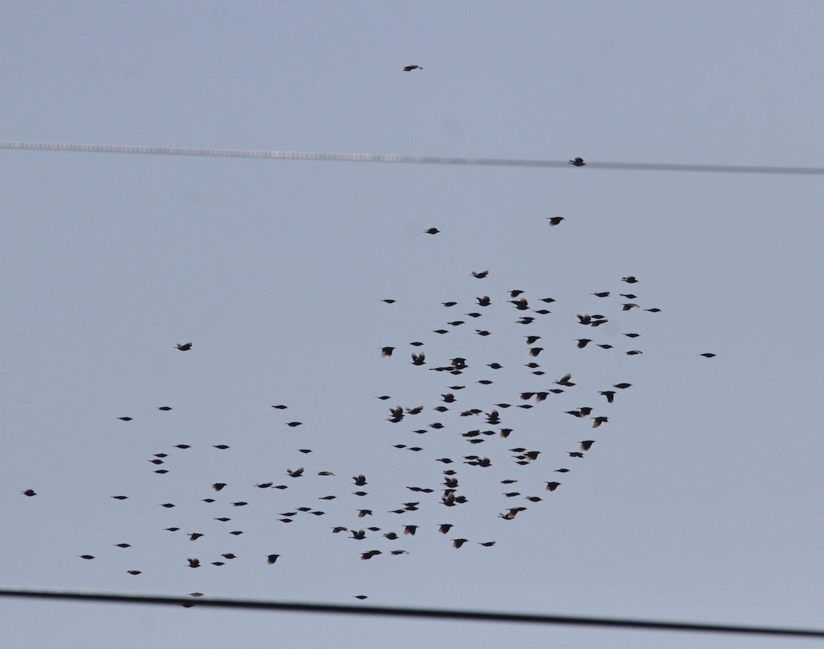 Сойка блакитна - ML644695387