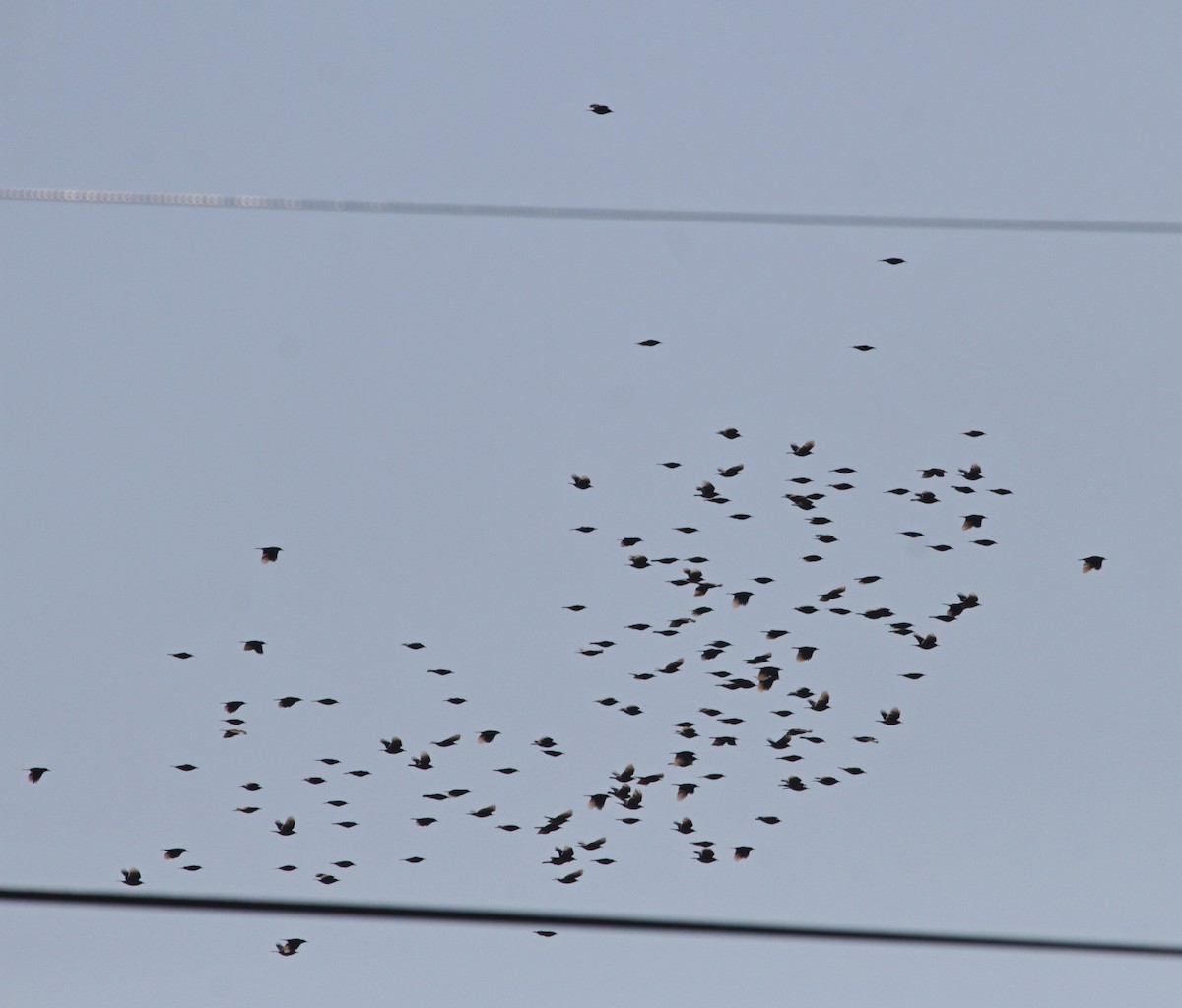 Сойка блакитна - ML644695388