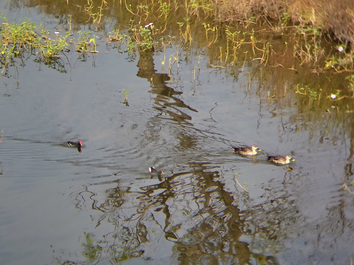 Teichhuhn - ML644695390