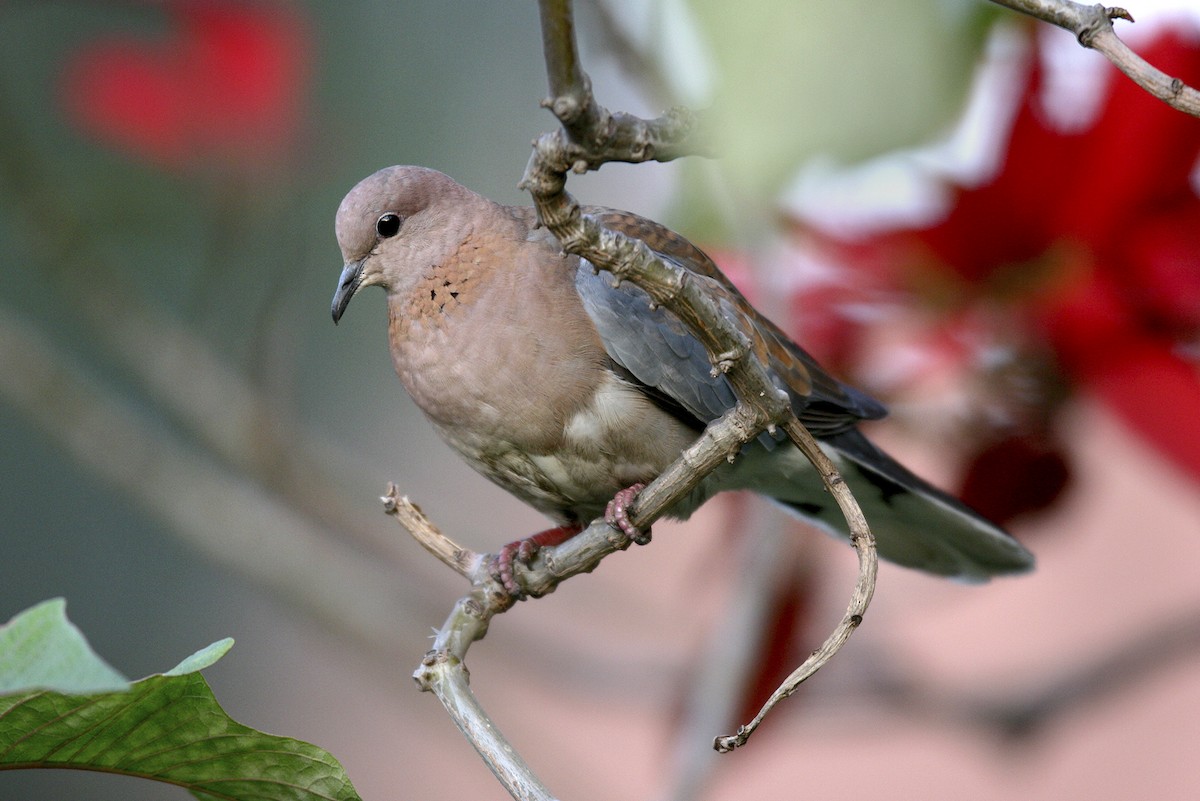 Tortora delle palme - ML644695400