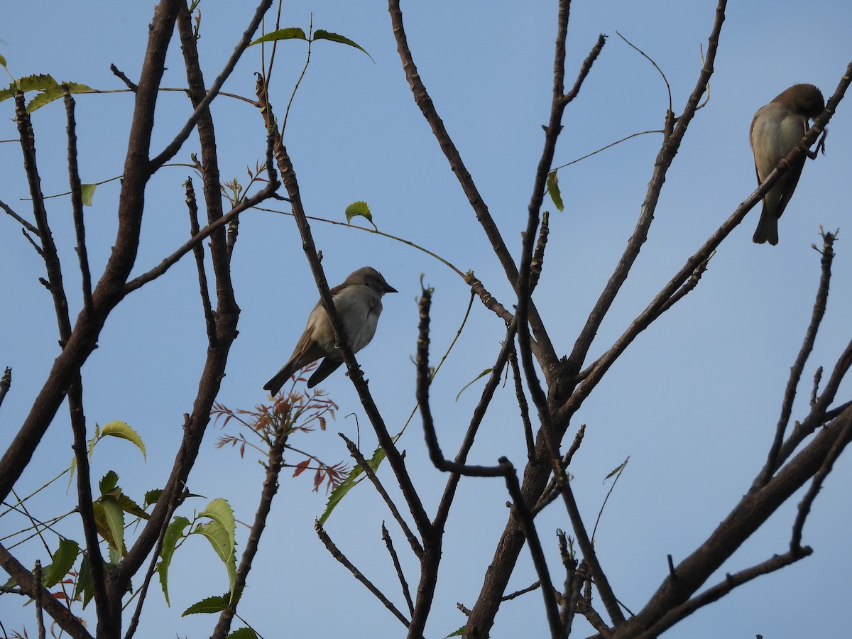 Yellow-throated Sparrow - ML644695406