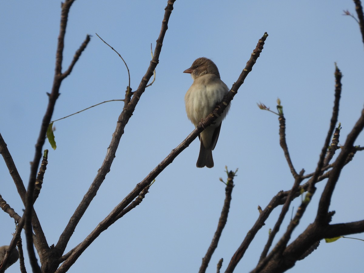 Yellow-throated Sparrow - ML644695407