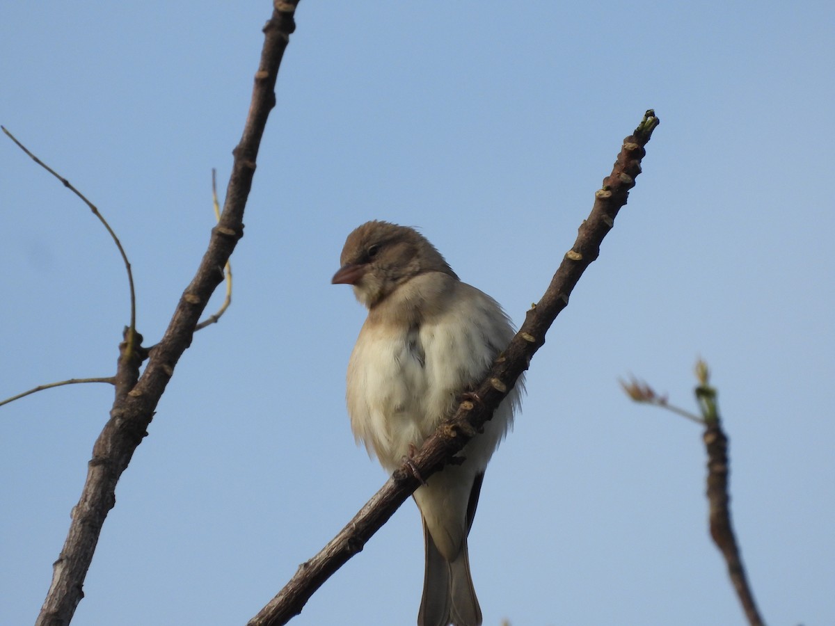 Yellow-throated Sparrow - ML644695408