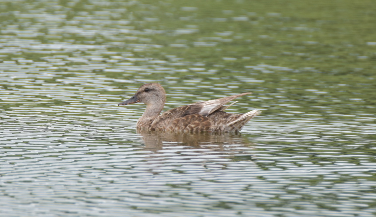 Gadwall - ML64469541