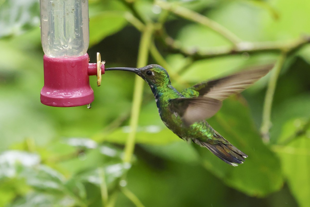 Black-throated Mango (Ecuadorian) - ML644695413