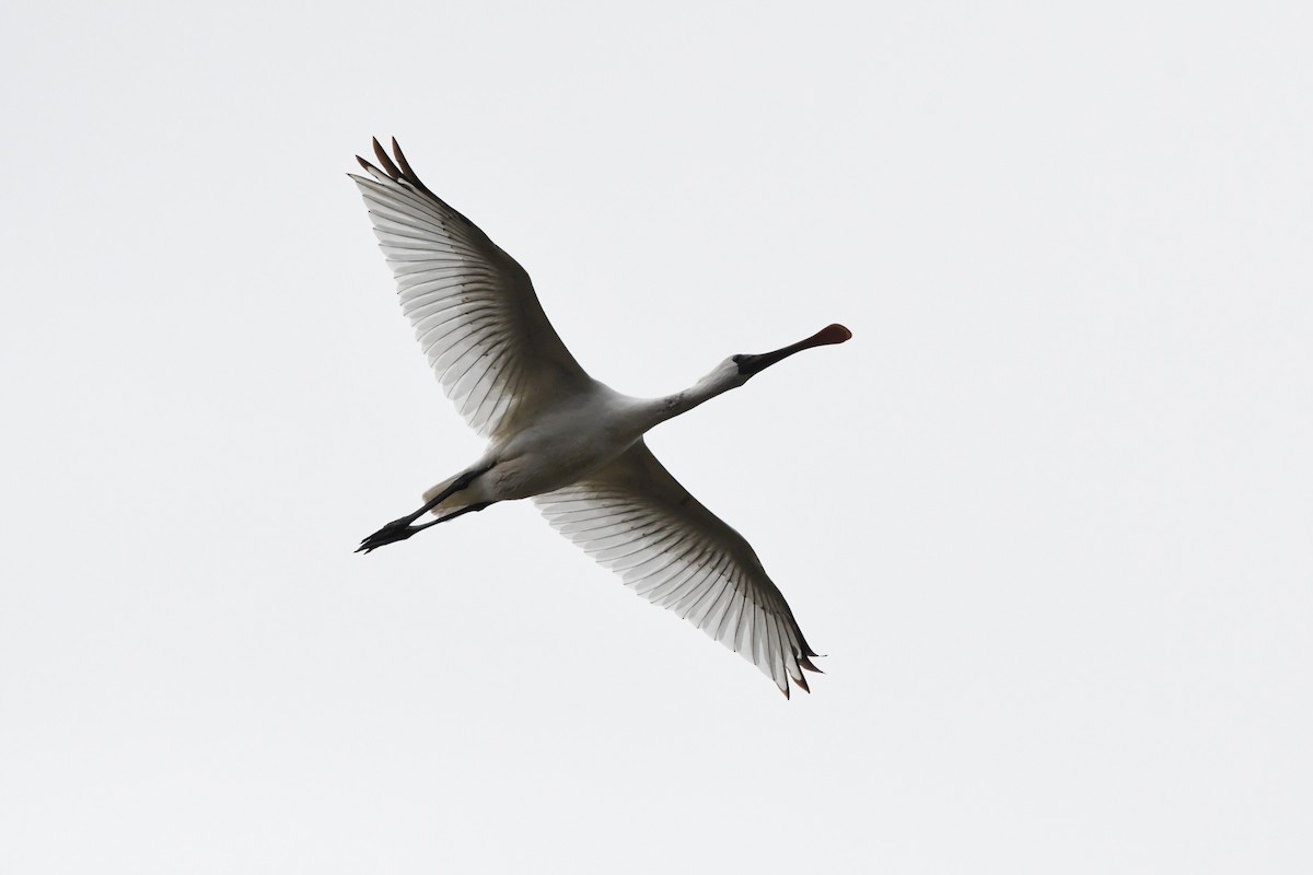 Black-faced Spoonbill - ML644695426