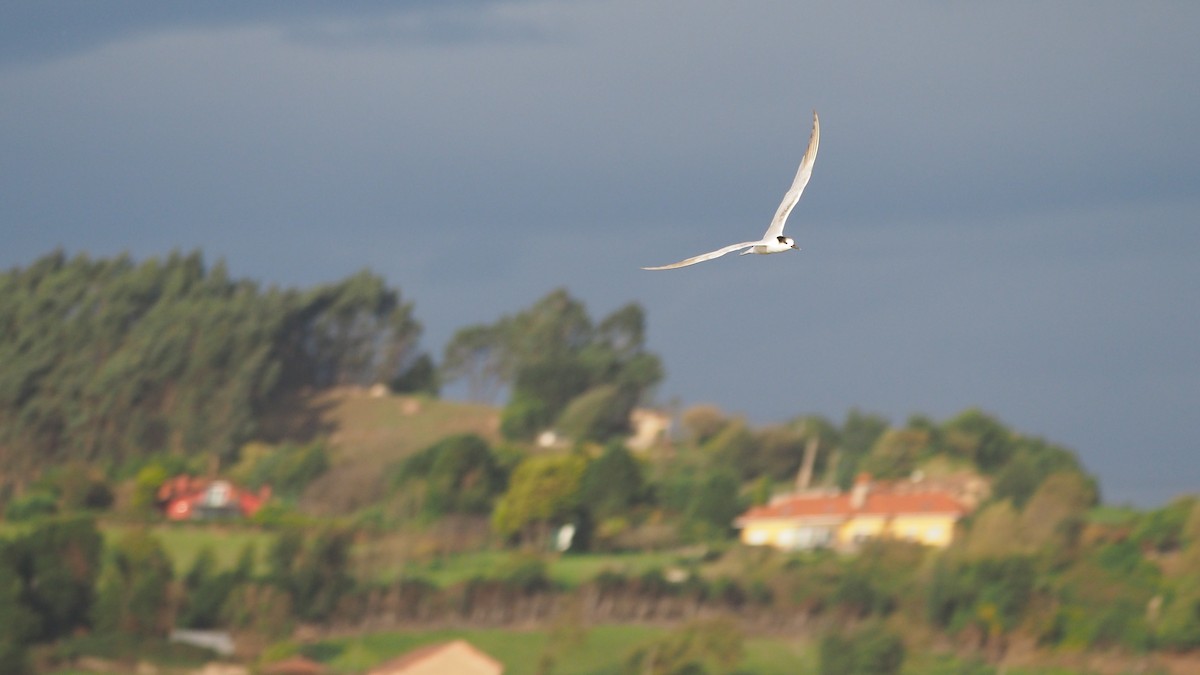 Common Tern - ML644695427