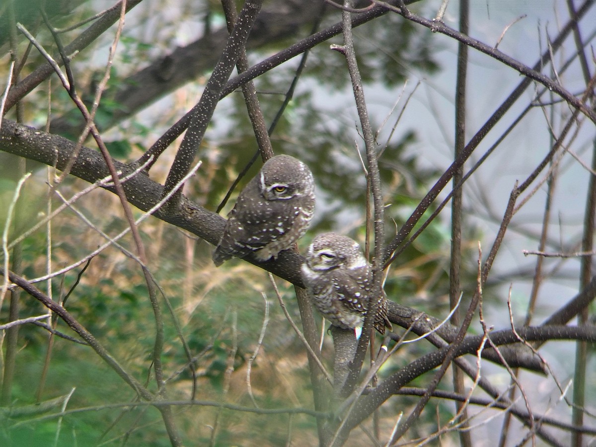 Spotted Owlet - ML644695431