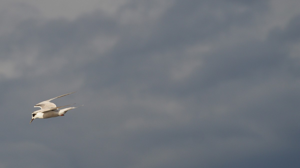 Common Tern - ML644695432