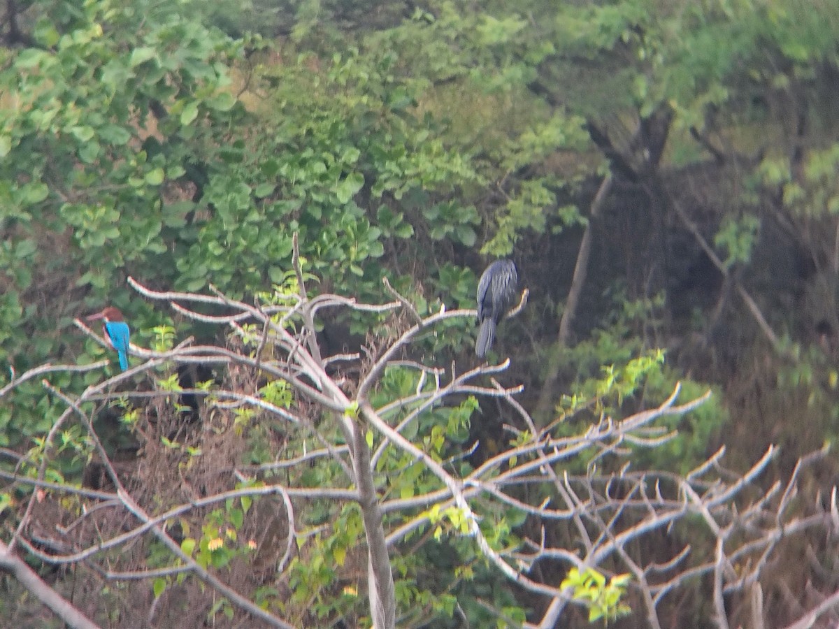 White-throated Kingfisher - ML644695438