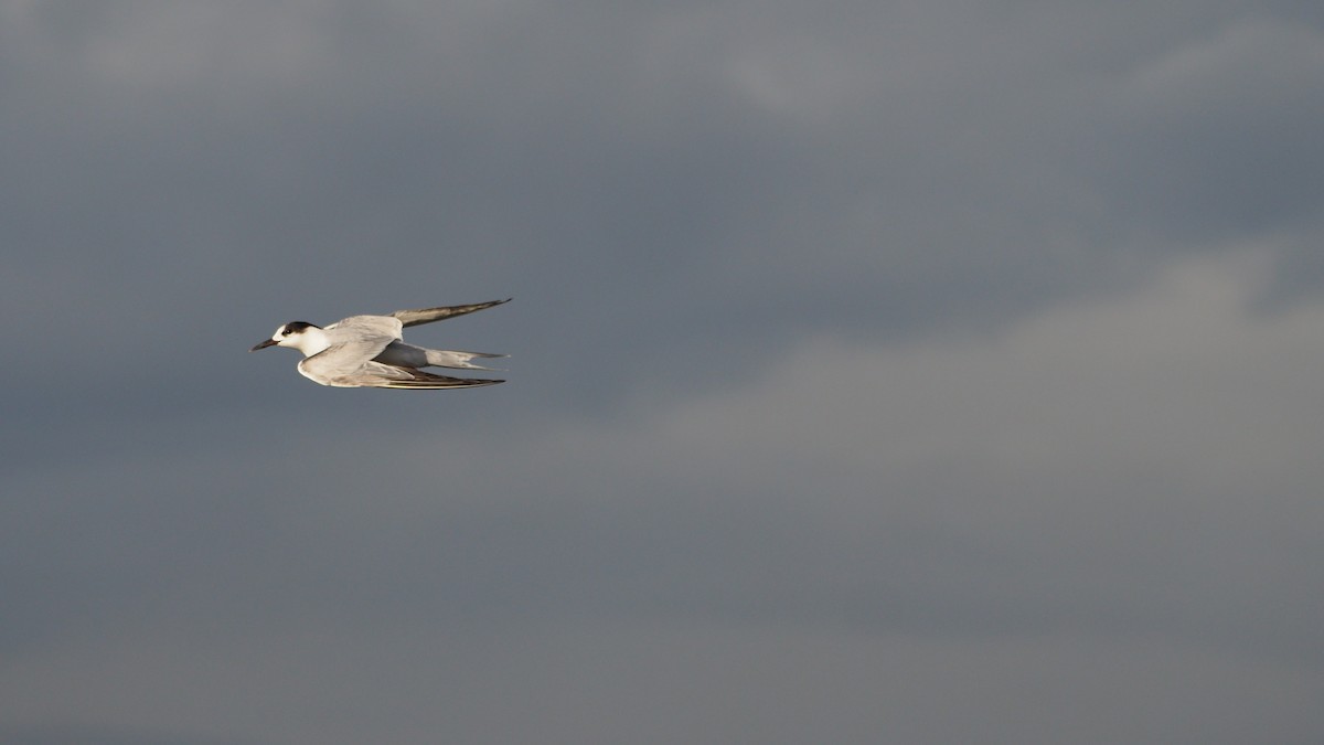 Common Tern - ML644695439