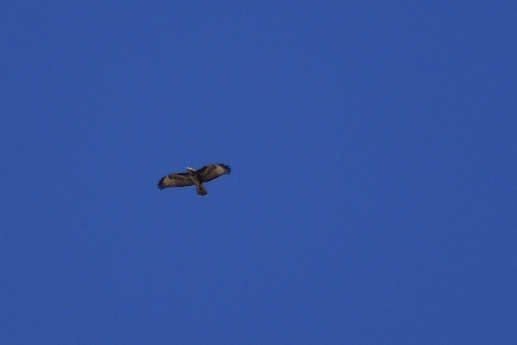 Mäusebussard - ML644695440