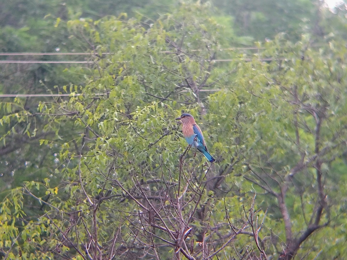 Indian Roller - ML644695443