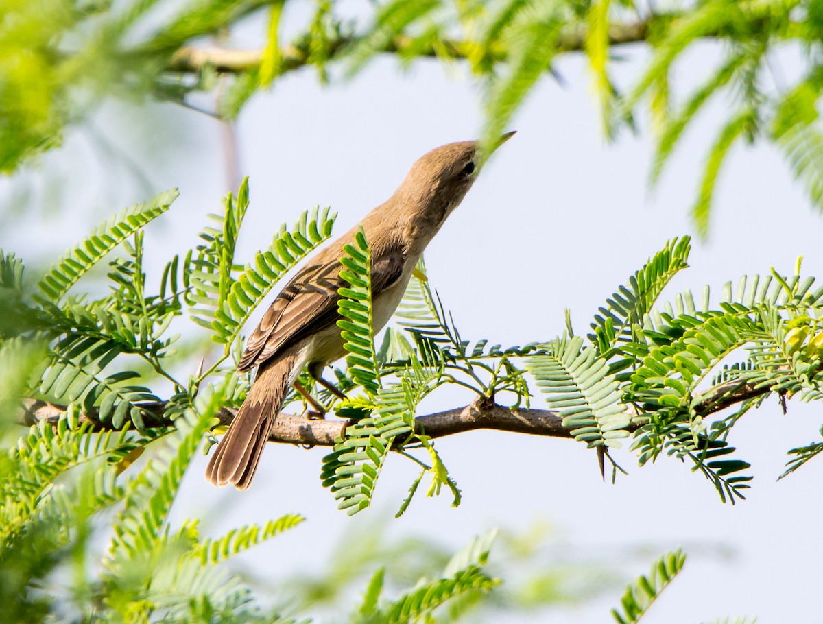 Sykes's Warbler - ML644695444