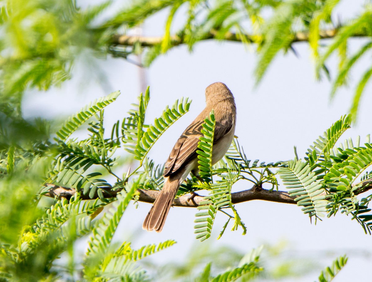 Sykes's Warbler - ML644695445