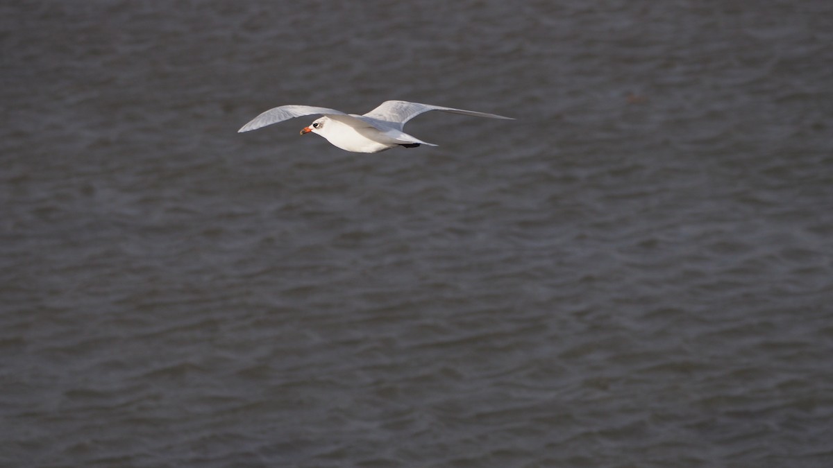 Mediterranean Gull - ML644695446