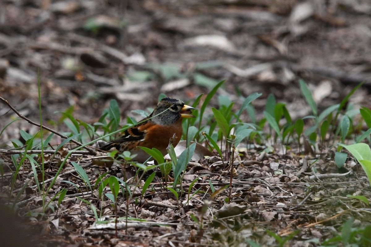 Brambling - ML644695447