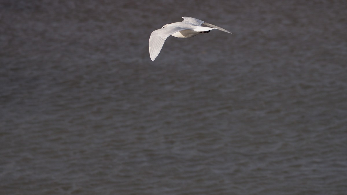 Mediterranean Gull - ML644695448