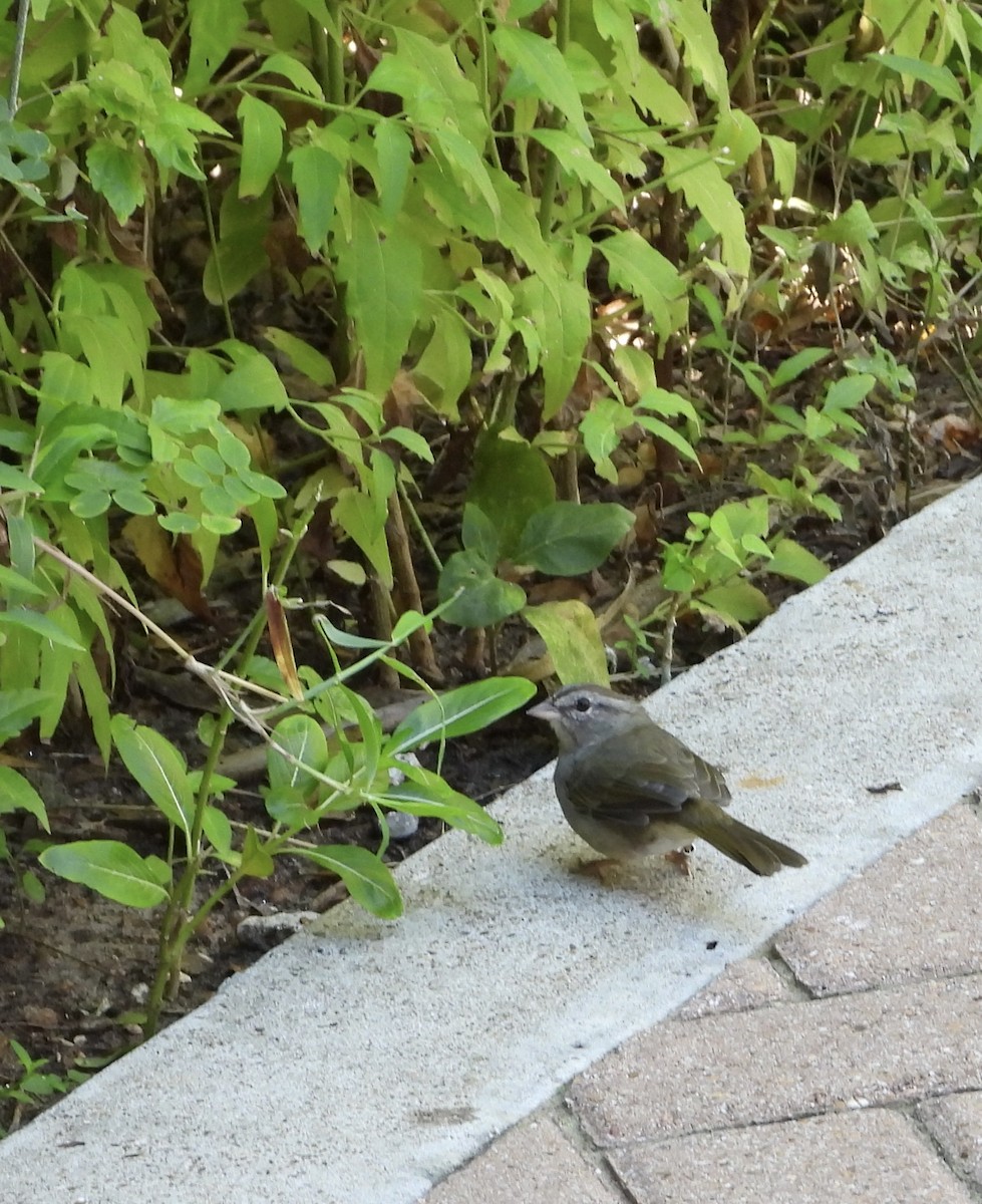 Olive Sparrow - ML644695449