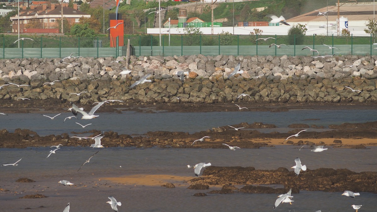 Yellow-legged Gull - ML644695450