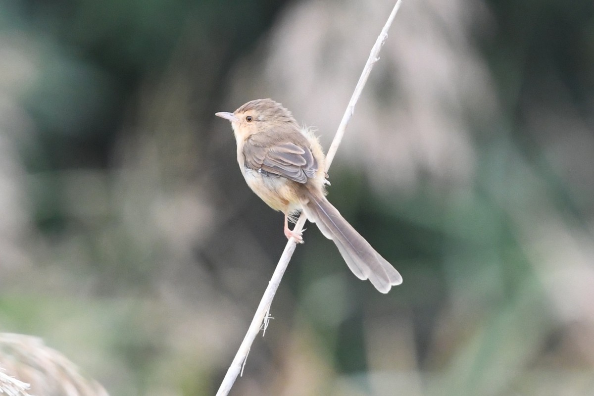 Plain Prinia - ML644695451