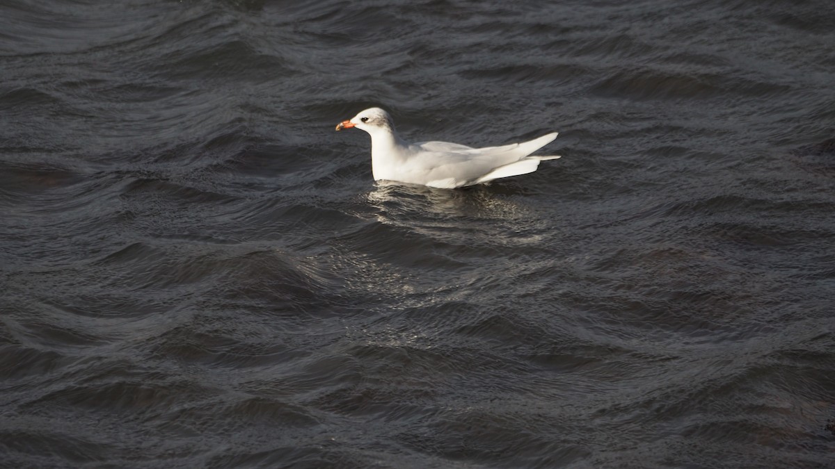 Mediterranean Gull - ML644695452