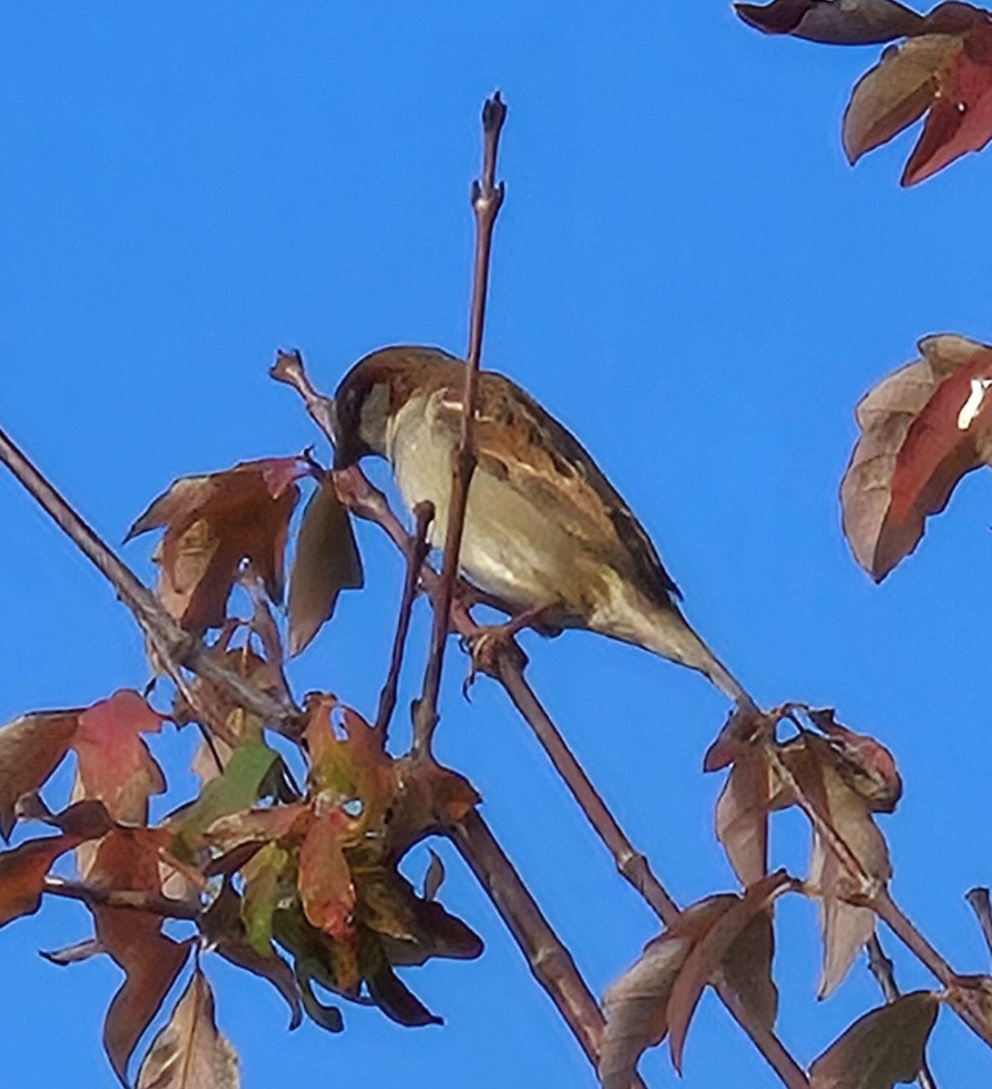 House Sparrow - ML644695453