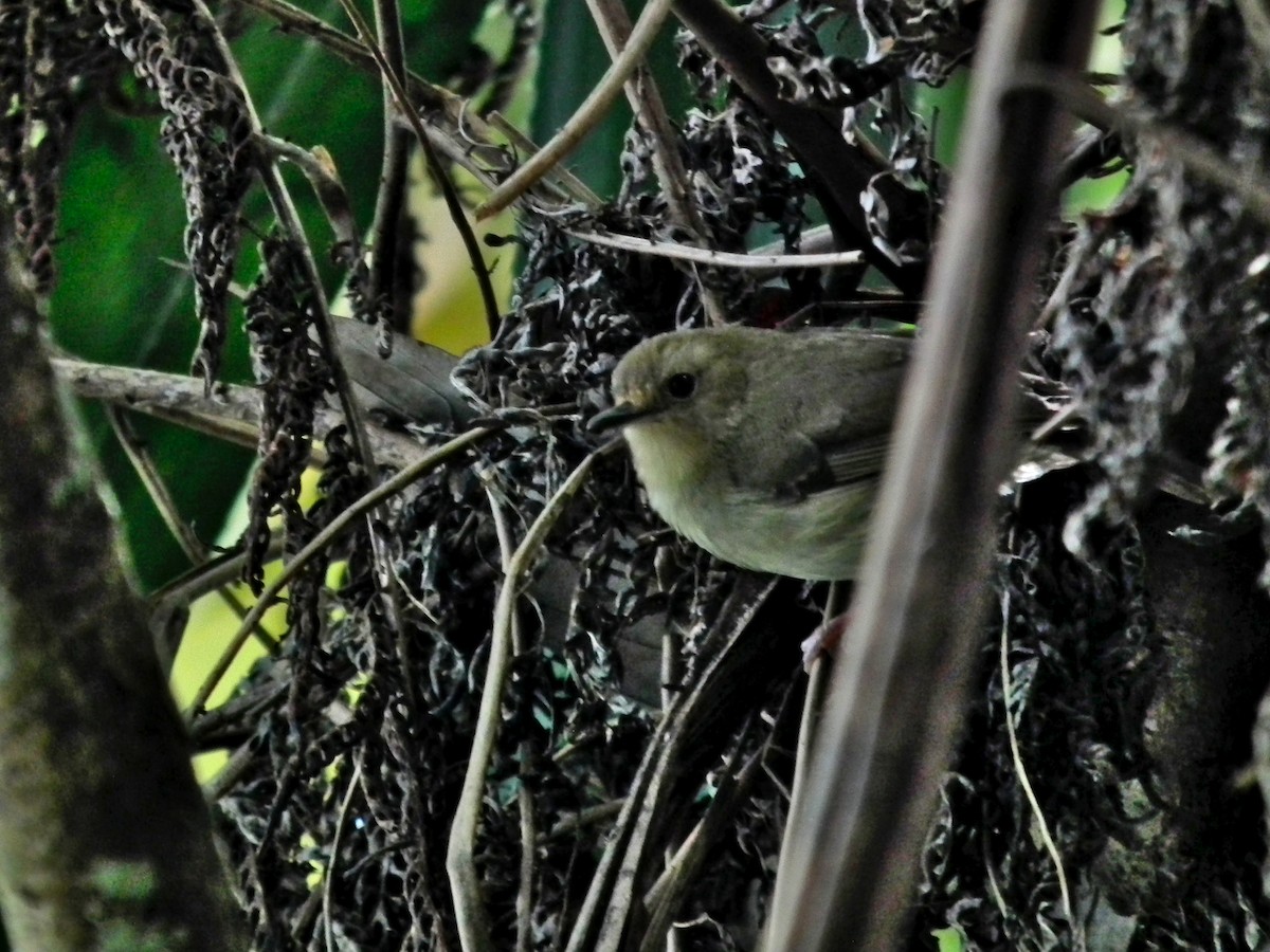 Large-billed Scrubwren - ML644695454
