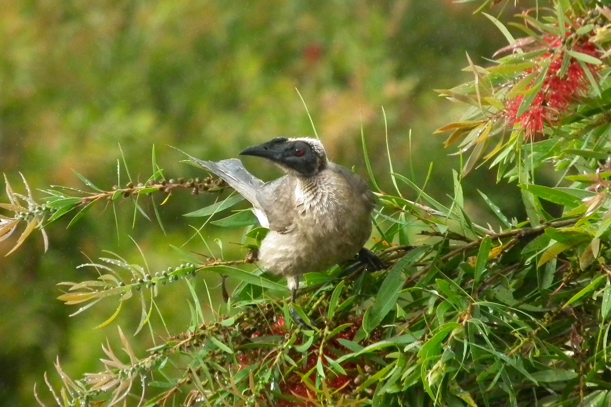 Helmeted Friarbird - ML644695460