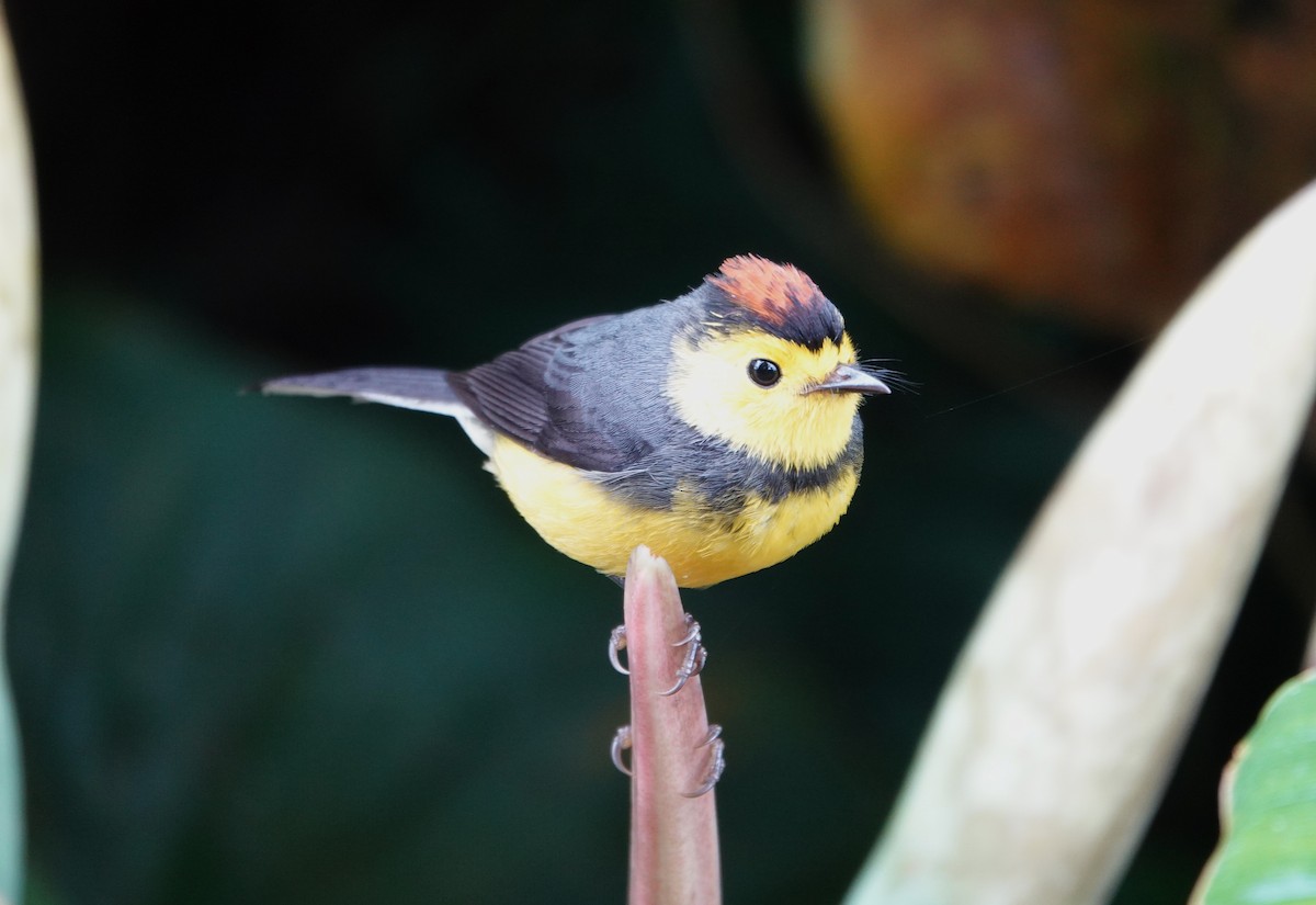 Collared Redstart - ML644695461