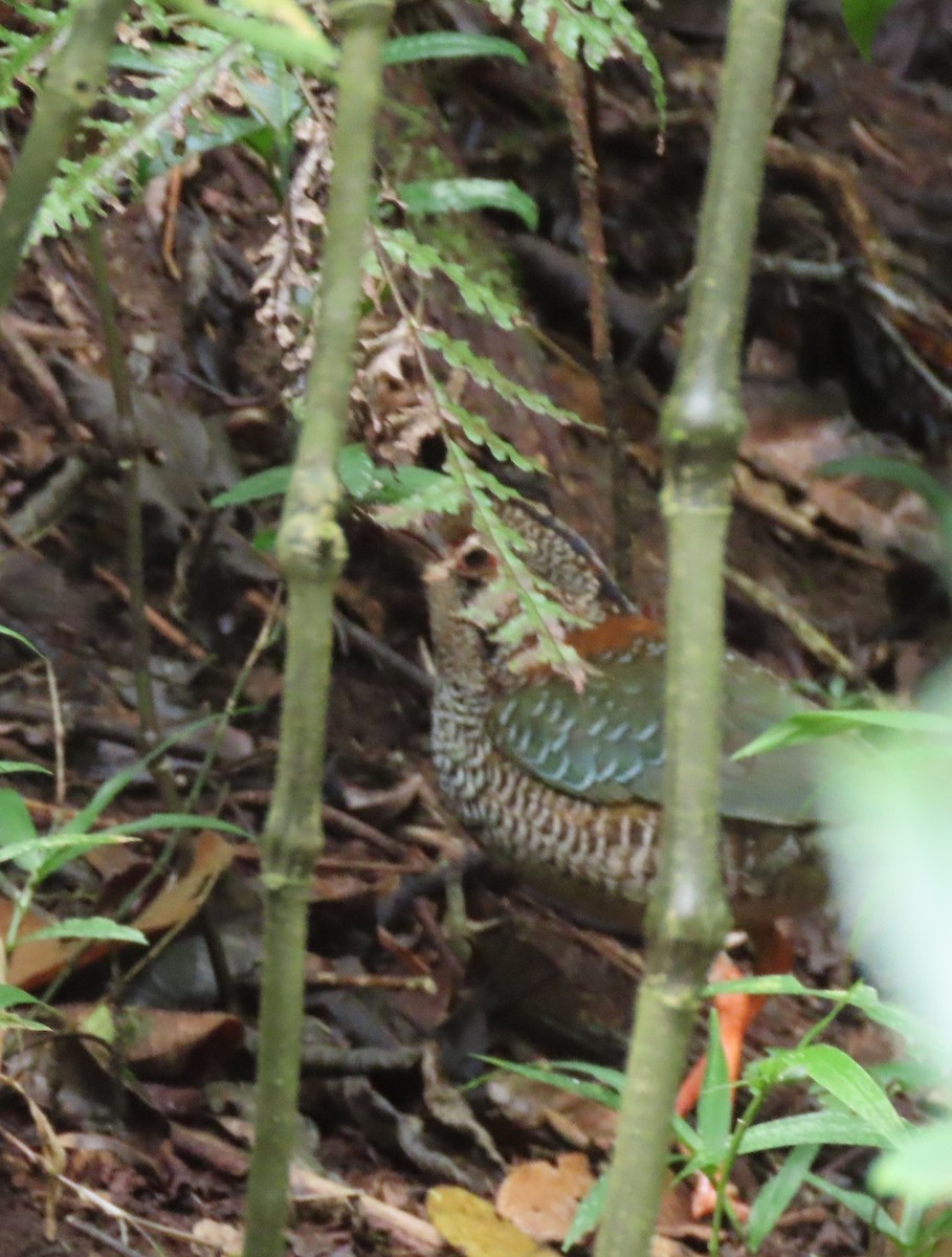 Scaly Ground-Roller - ML644695463