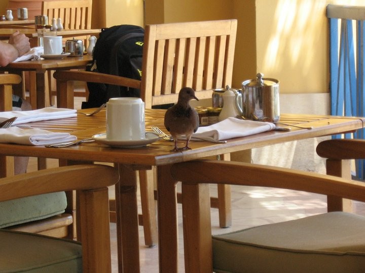 Laughing Dove - ML644695465