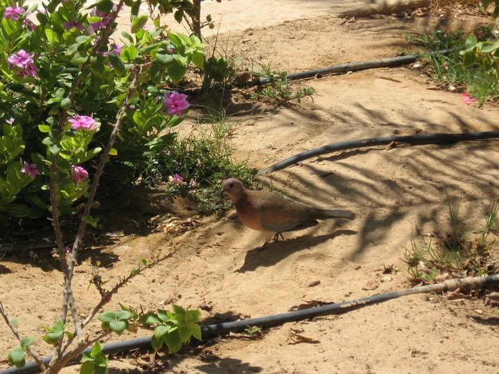 Laughing Dove - ML644695466