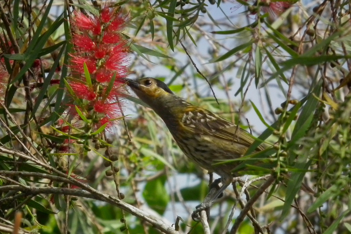 Macleay's Honeyeater - ML644695467